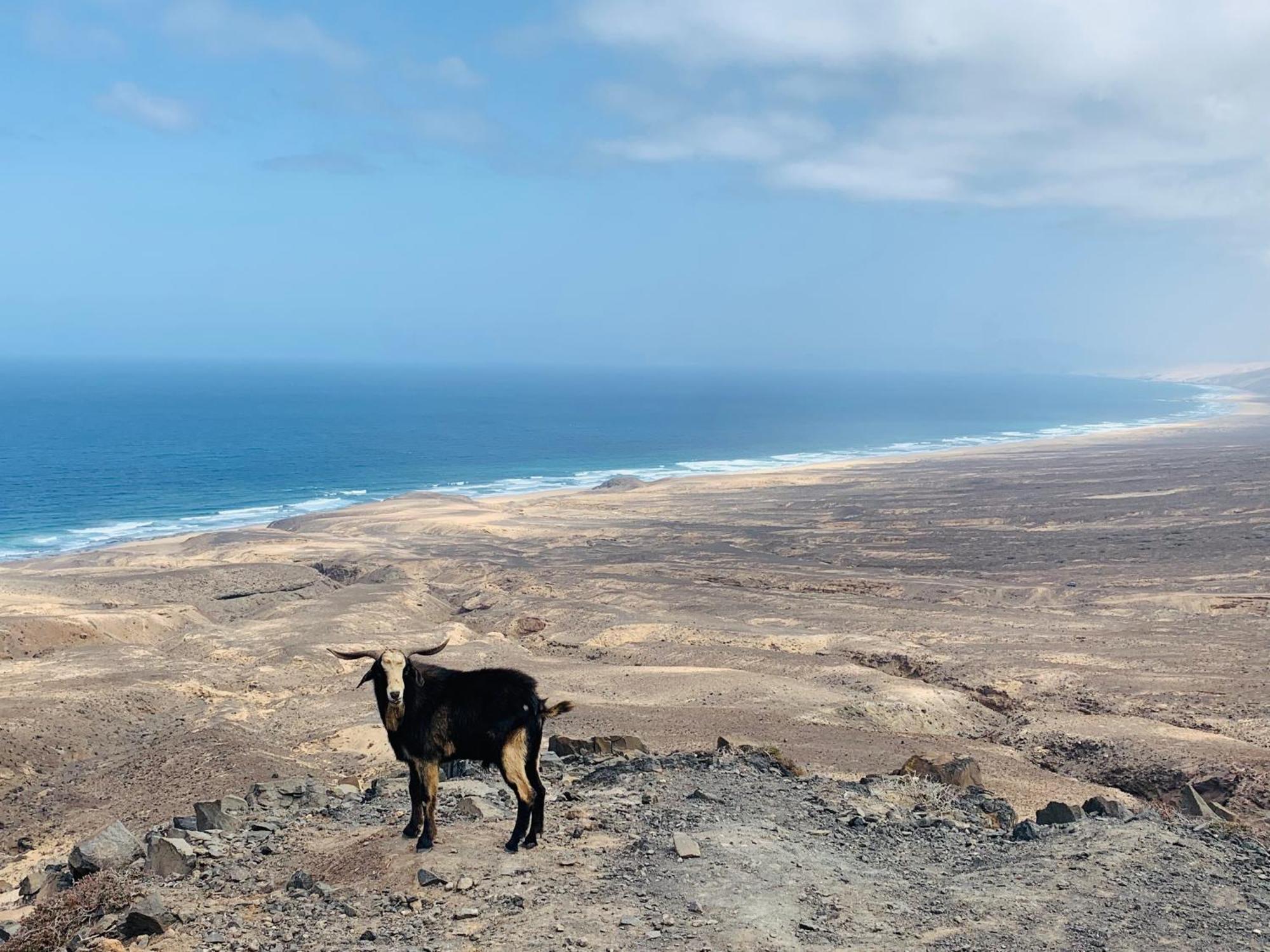Villas Y Apartamentos El Sultan Corralejo Kültér fotó